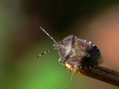 Dolycoris baccarum
