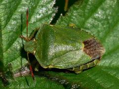 Green Shieldbug - Palomena prasina
