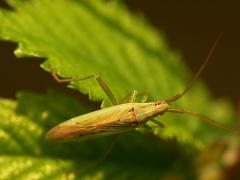 Stenodema laevigata, bug, insect, hemiptera