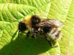 Bombus sylvestris