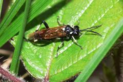 Macrophya duodecimpunctata