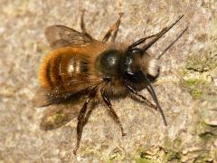Osmia rufa