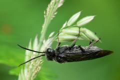 Rhadinoceraea micans