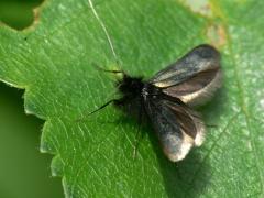 Adela reaumurella - Green Longhorn