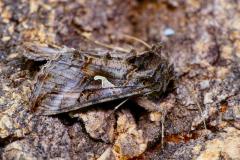 Silver Y - Autographa gamma