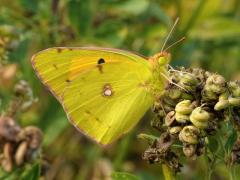 Clouded Yellow