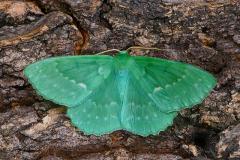 Geometra papilionaria