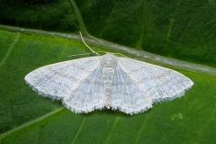 Satin Wave Moth