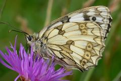 Melanargia galathea