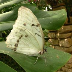 Morpho polyphemus