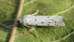Thistle Ermine - Myelois cribrella
