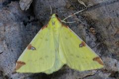 Brimstone Moth