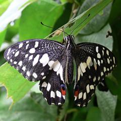 Lime Swallowtail - Papilio demoleus