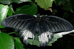 Papilio lowi