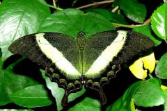 Emerald Swallowtail - Papilio palinurus