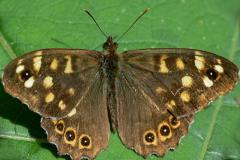 Speckled Wood - Pararge aegeria tircis