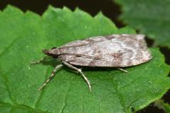 Scoparia ambigualis