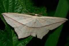 Blood-vein - Timandra comae