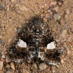 Four Spotted Moth - Tyta luctuosa
