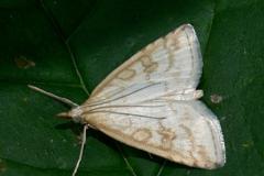 Udea lutealis