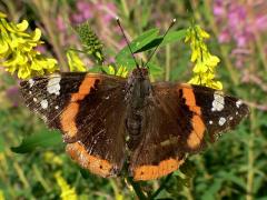 Red Admiral