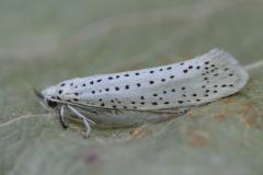 Bird-cherry Ermine moth