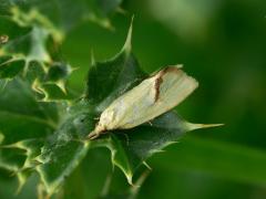 Common Yellow Conch Agapeta hamana Tortricidae tortix moth