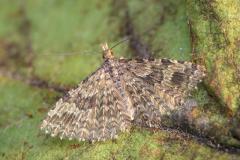 Twenty Plume Moth