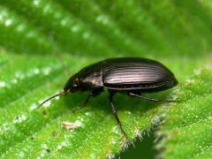 Amara sp. ground beetles, sun beetles