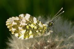 Orange Tip - Anthocharis cardamines