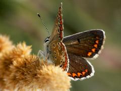 Brown Argus