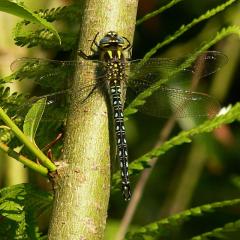 Hairy Dragonfly