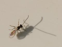 Braconidae wasp