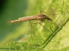 Midge Chironomidae