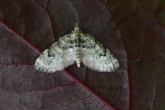 V-pug - Chloroclystis v-ata, Geometridae moth, lepidoptera
