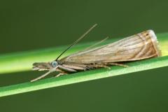 Chrysoteuchia culmella