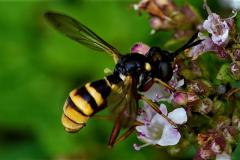 Yellow-banded conops