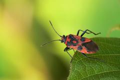 Corizus hyoscyami, hemiptera, heteroptera, plant bug, rhopalidae