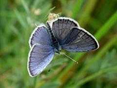 Short-tailed Blue - Cupido argiades
