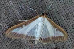 Cydalima perspectalis