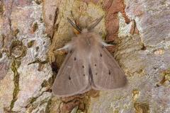 Muslin moth - Diaphora mendica