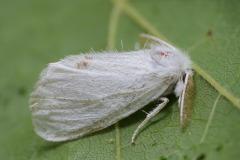 Yellow-tail Moth