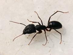Camponotus sp.