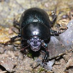 Dor Beetle