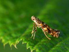 Caloptilia syringella leaf mining moth