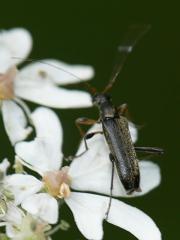 Grammoptera ruficornis