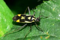 Grypocoris stysi.