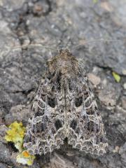 Lychnis Moth