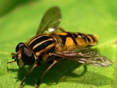 Helophilus pendulous