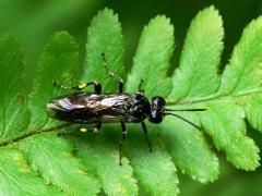 Macrophya albicincta
